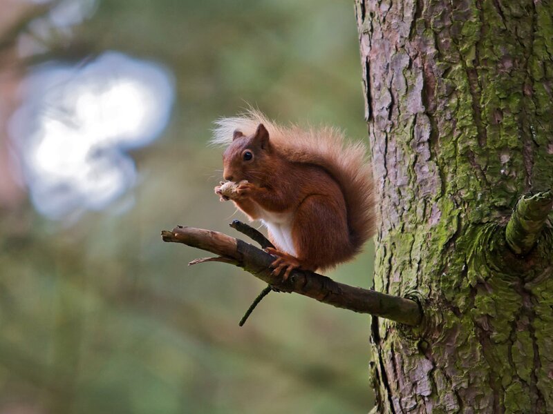 Red squirrel eating on a branch