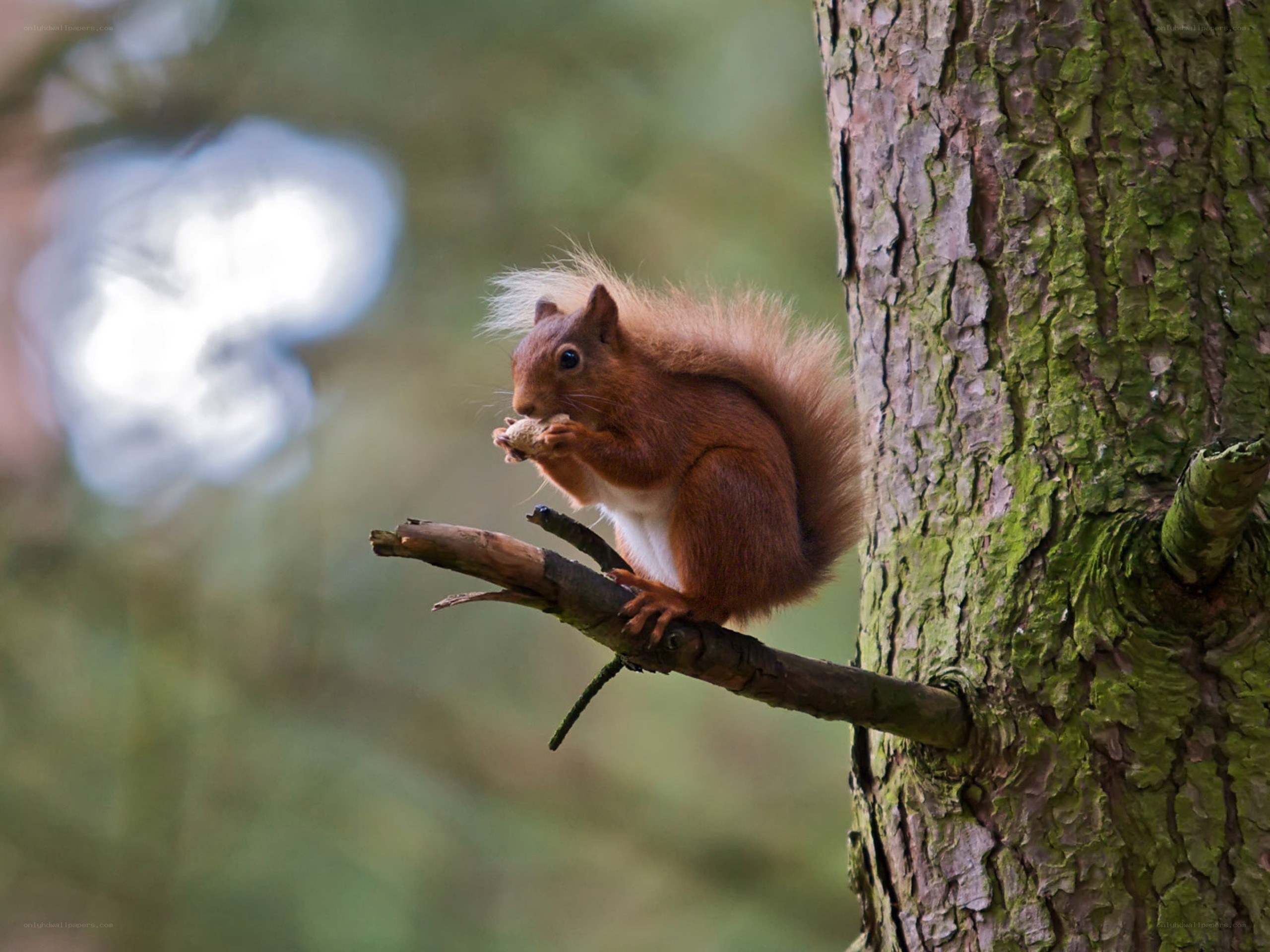 Red squirrel eating on a branch