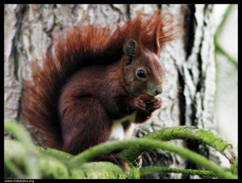 Red squirrel eating on a branch