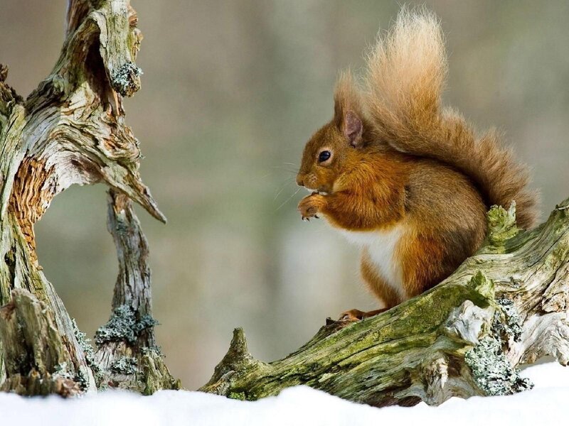 Red squirrel eating on a branch