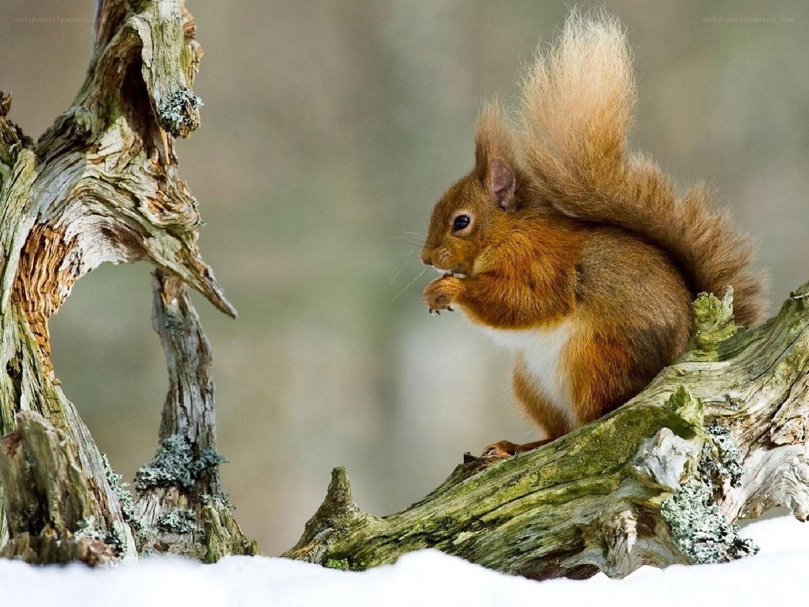 Red squirrel eating on a branch