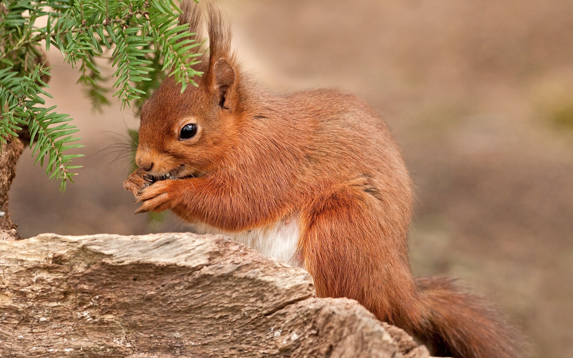 Red squirrel eating on a log