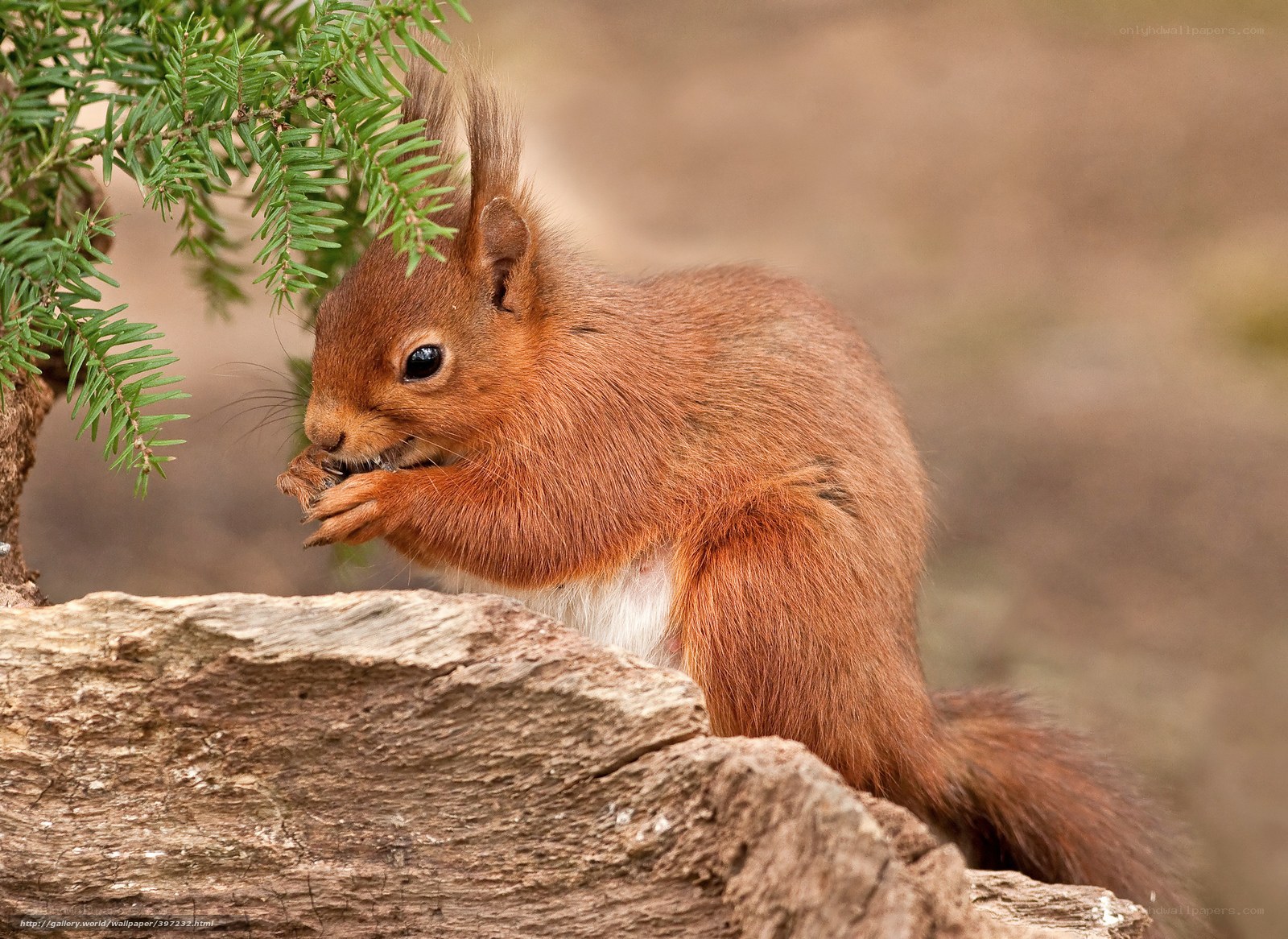Red squirrel eating on a log