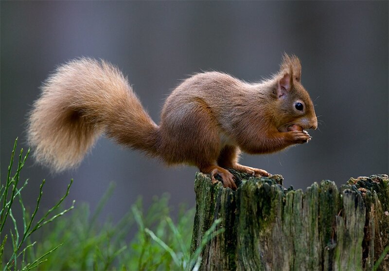 Red squirrel eating on a stump