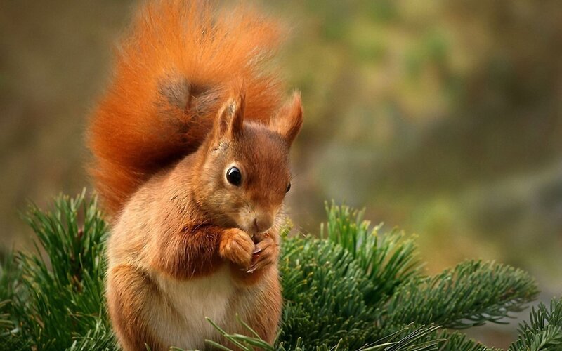 Red squirrel eating on branch