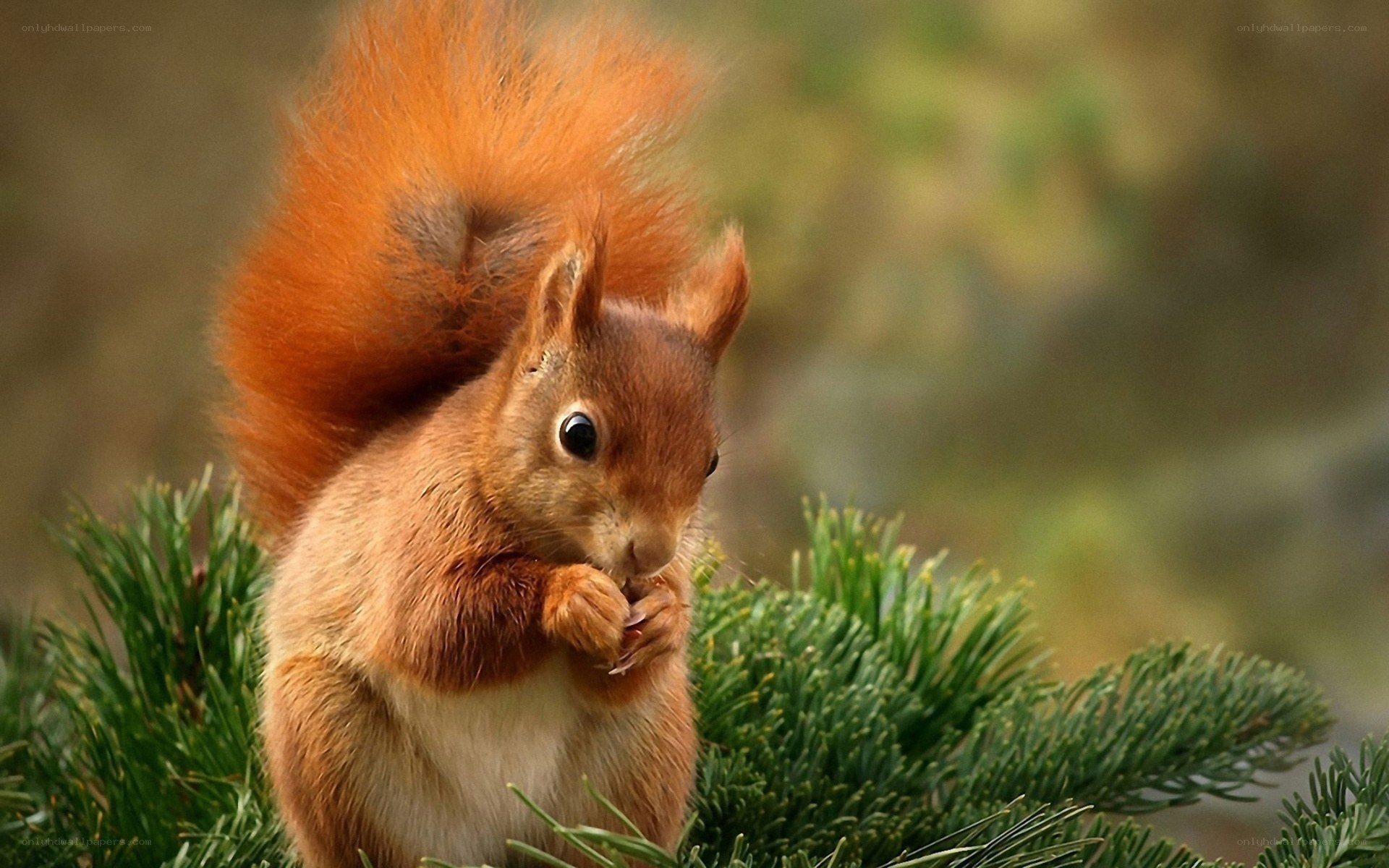 Red squirrel eating on branch