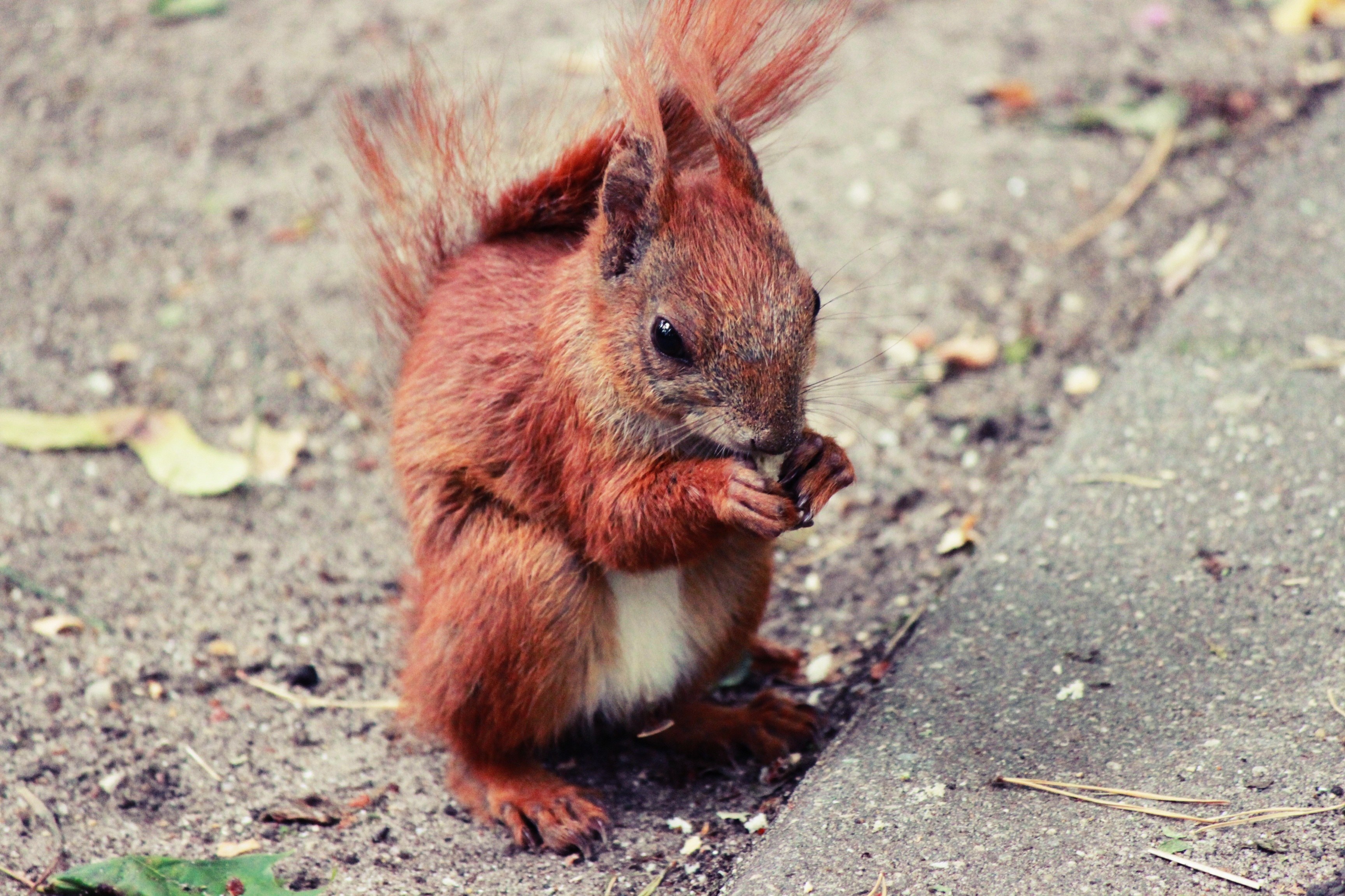 red squirrel eating on ground