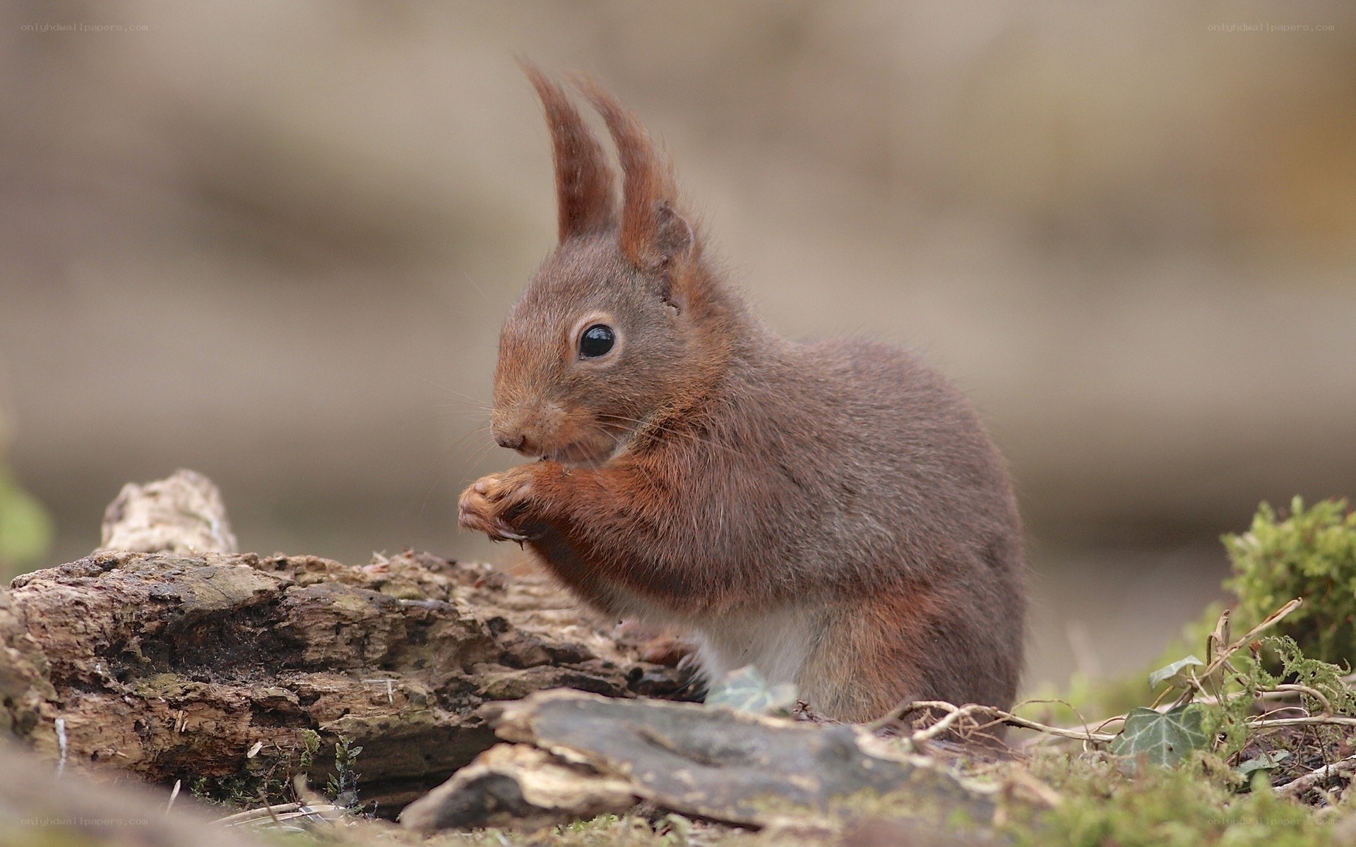 Red squirrel eating on log