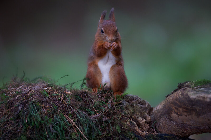 Red squirrel eating on mossy log