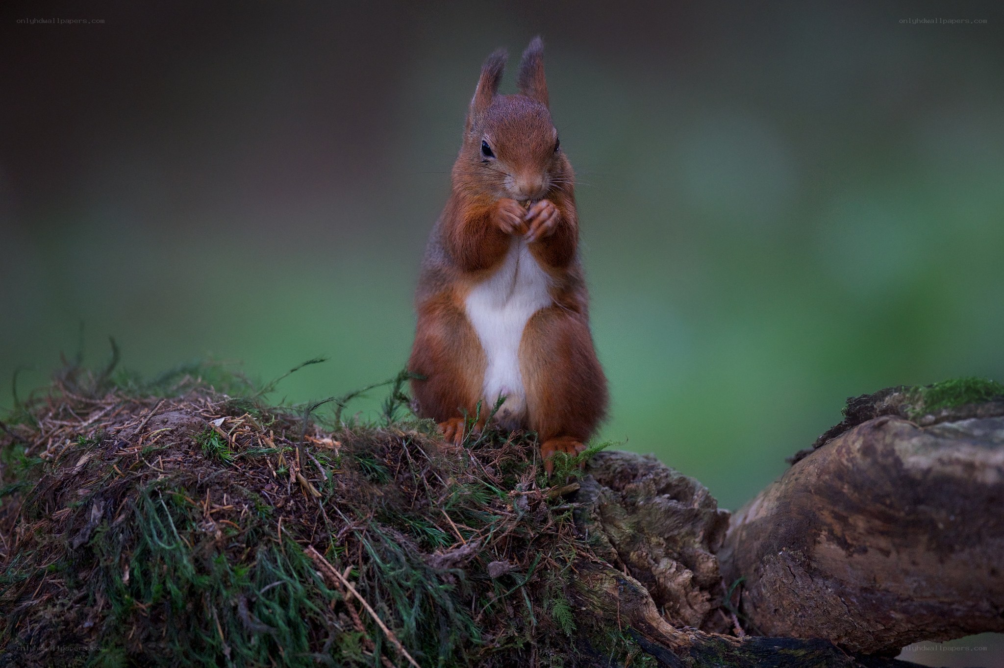Red squirrel eating on mossy log
