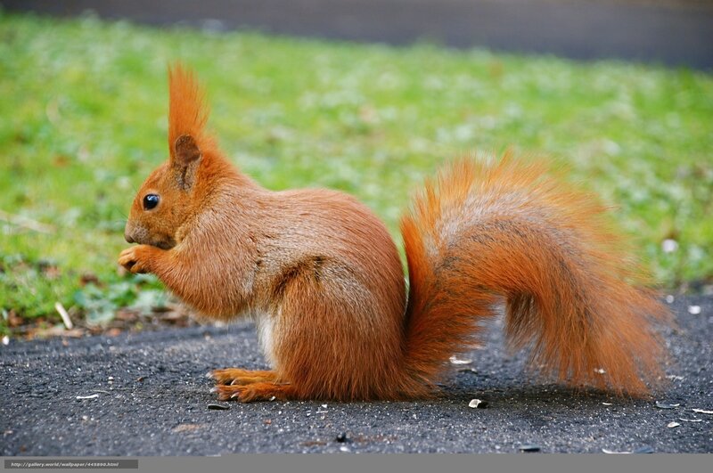 red squirrel eating on pavement
