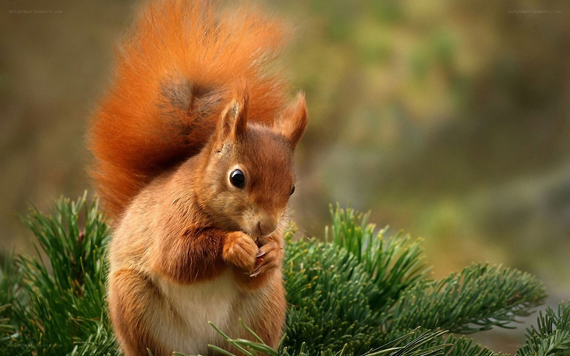 Red squirrel eating on pine branch