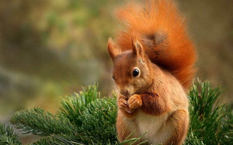 Red squirrel eating on pine branch