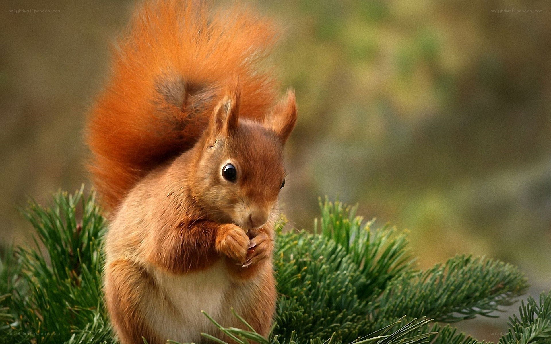 Red squirrel eating on pine branch