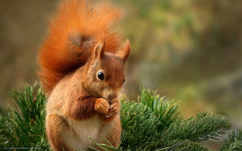 Red squirrel eating on pine branch