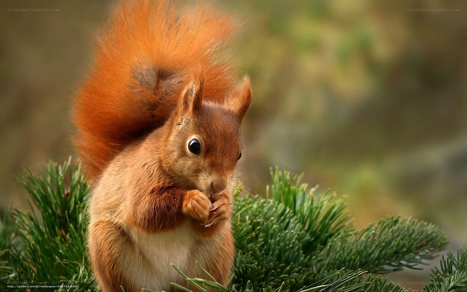 Red squirrel eating on pine branch