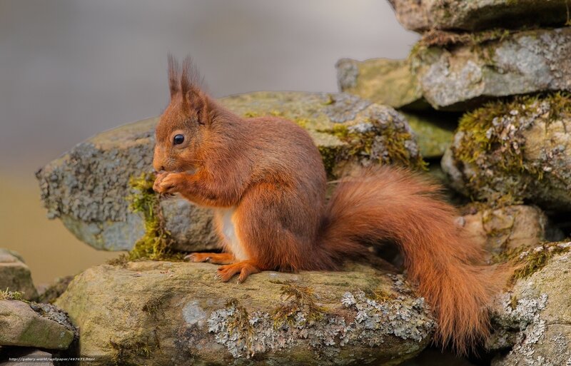 Red squirrel eating on rocks
