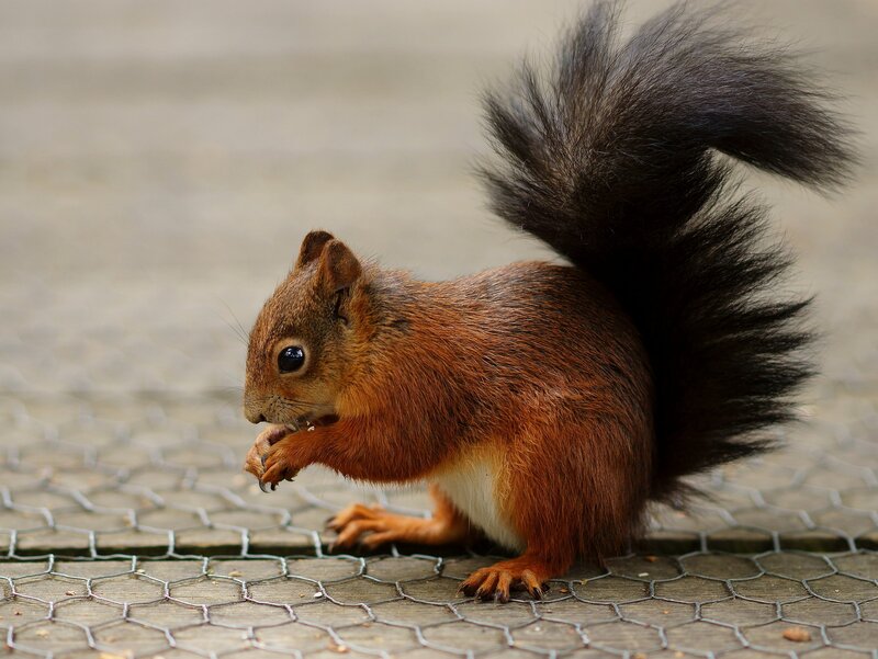 red squirrel eating on wire mesh