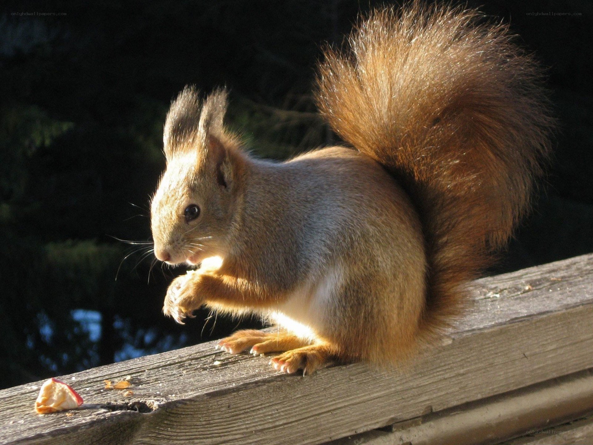 Red squirrel eating on wood