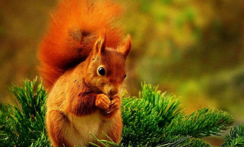 Red Squirrel Eating — Orange, Calm, Autumn