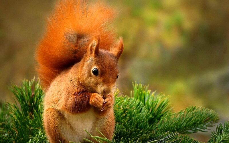 Red Squirrel Eating — Orange, Calm