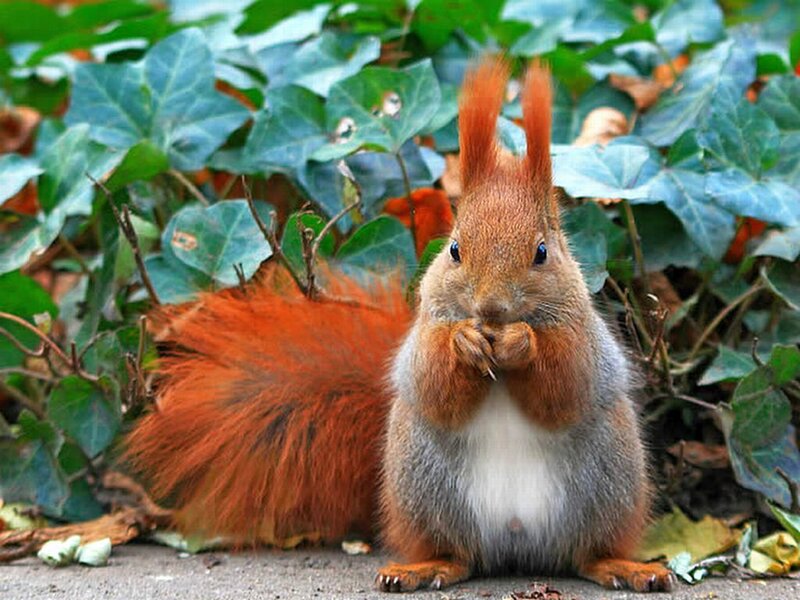 Red Squirrel Eating — Orange