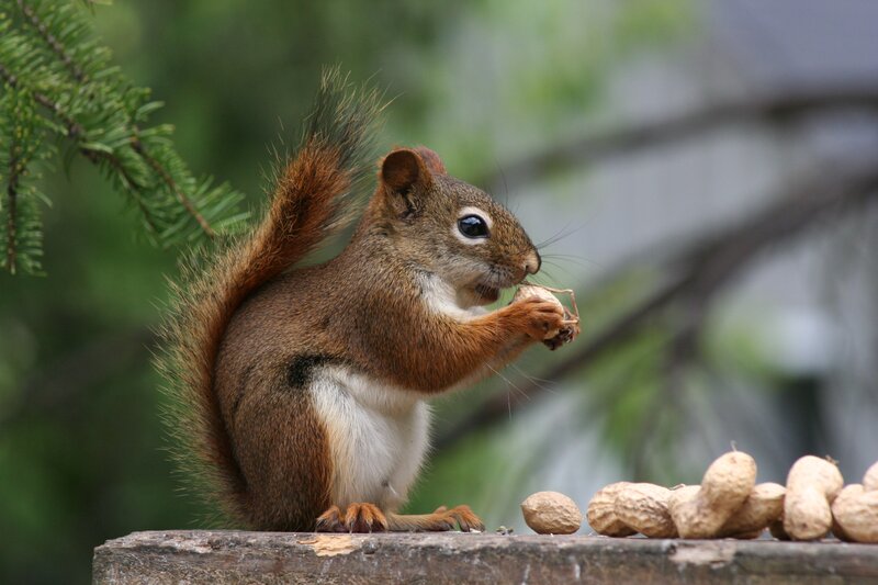 Red Squirrel Eating Peanut — Brown, Calm