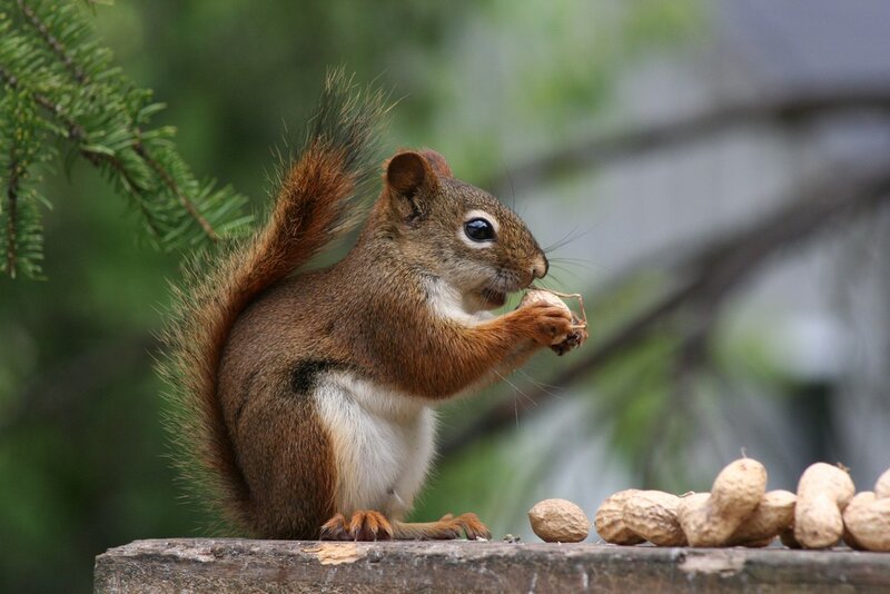 Red Squirrel Eating Peanut — Brown