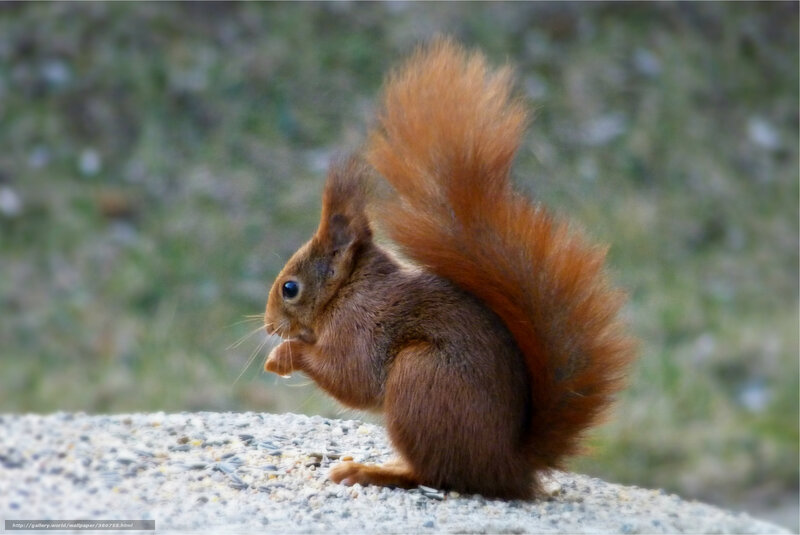 Red squirrel eating seeds