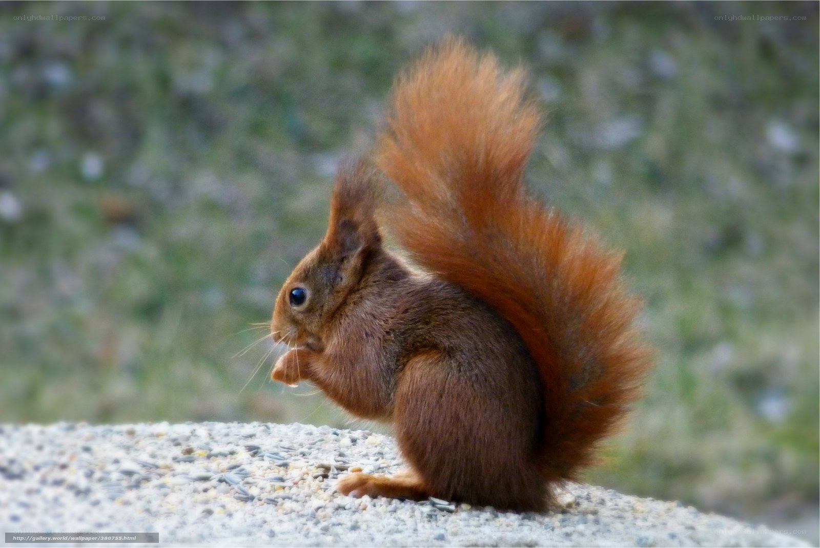 Red squirrel eating seeds