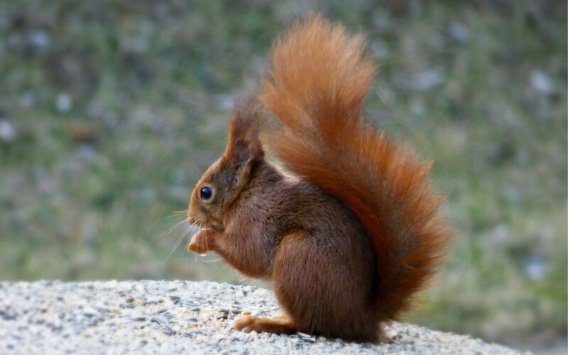 Red squirrel eating seeds