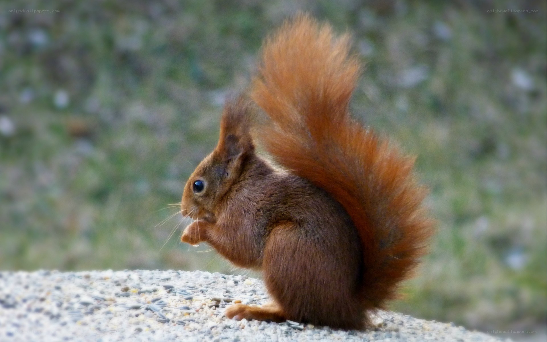 Red squirrel eating seeds