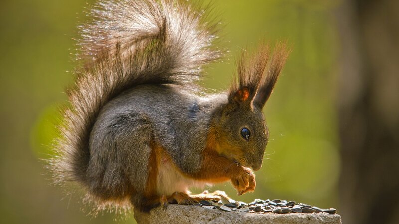 Red Squirrel Eating Seeds — Brown, Calm, Afternoon, Photograph