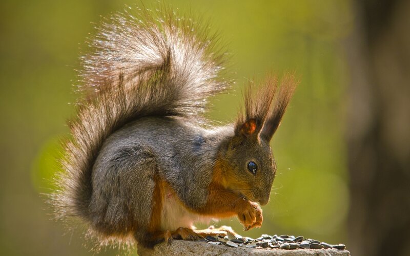 Red Squirrel Eating Seeds — Brown, Calm, Afternoon