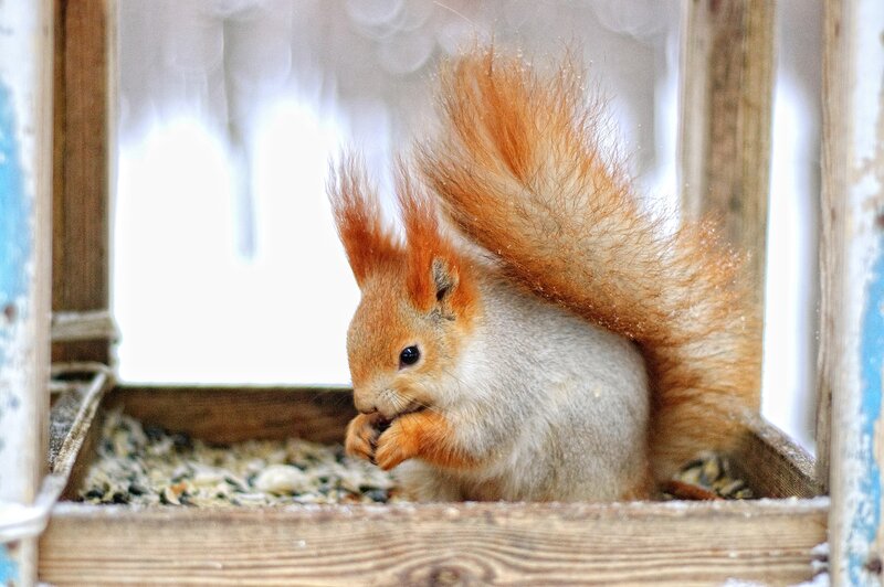 Red Squirrel Eating Seeds — Brown, Calm