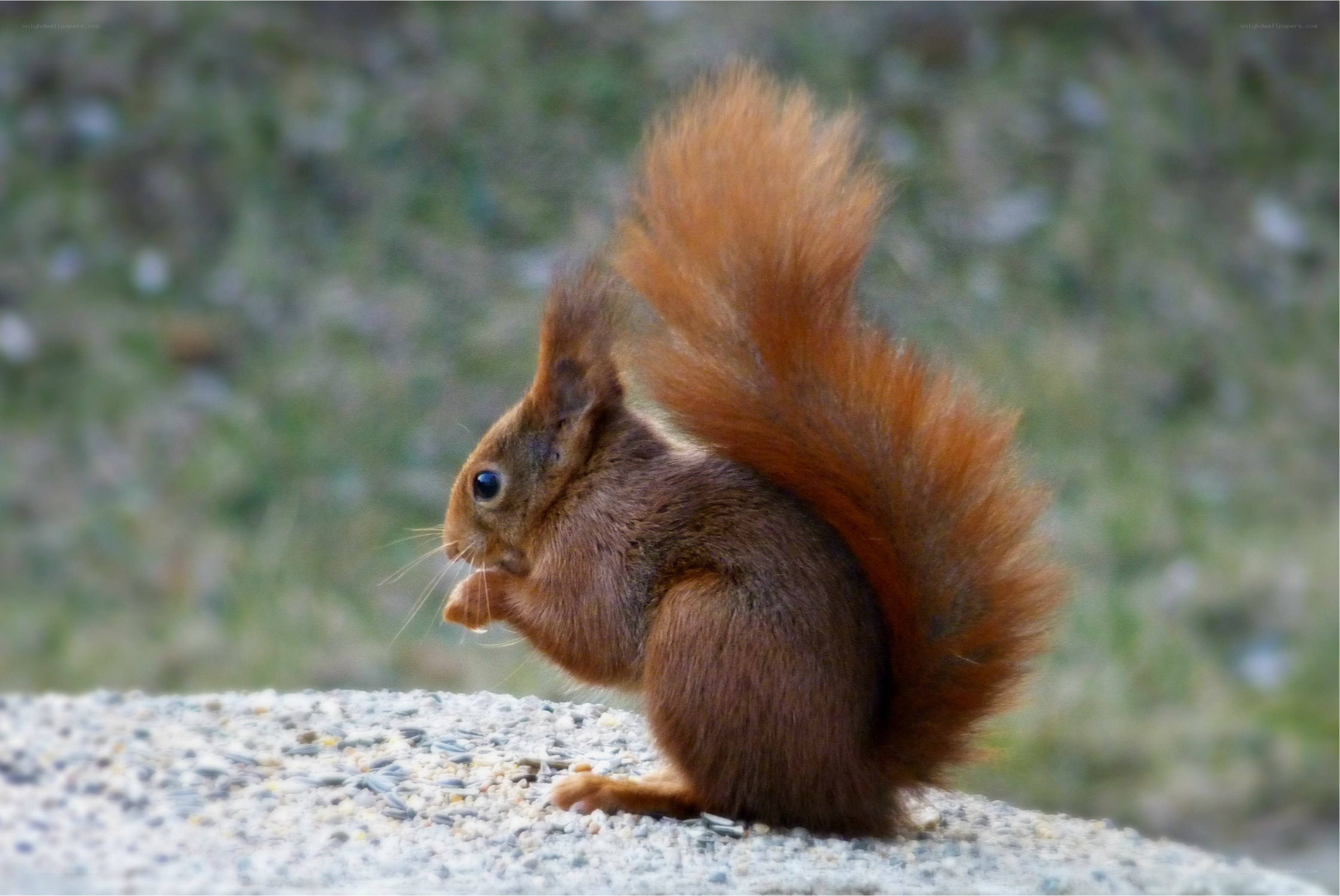 Red squirrel eating seeds