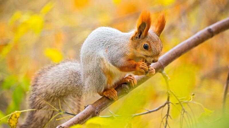 Red Squirrel Eating — Yellow