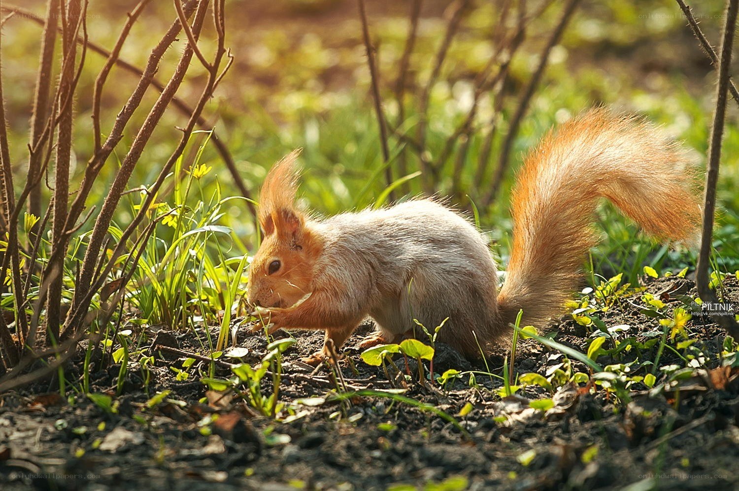 Red squirrel foraging in sunlight