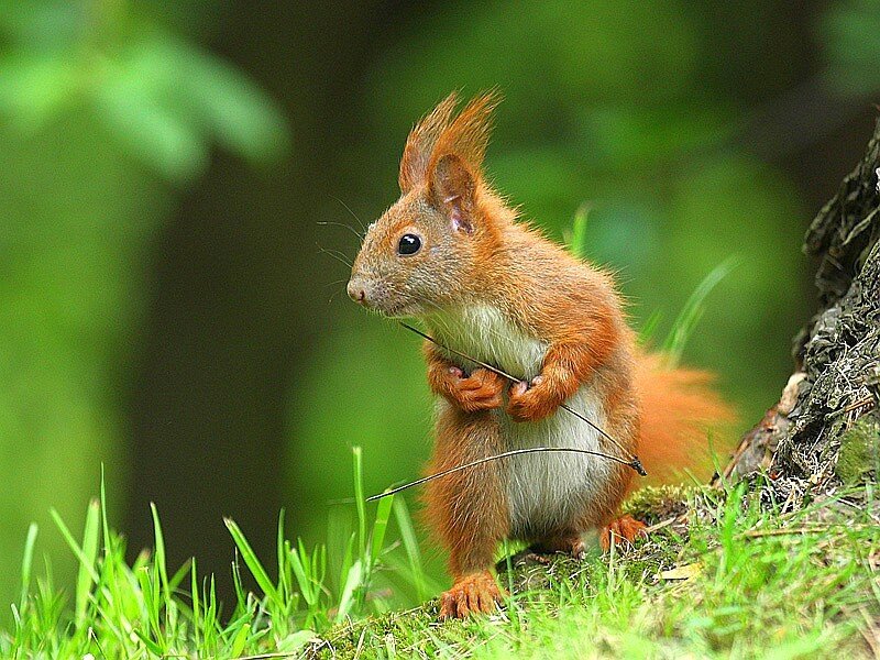 Red squirrel holding a twig