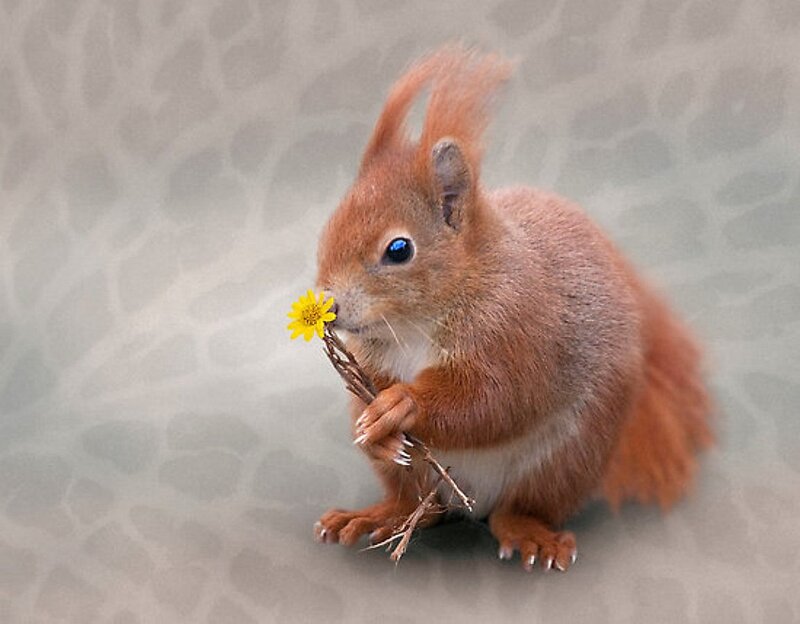 Red Squirrel Holding Flower