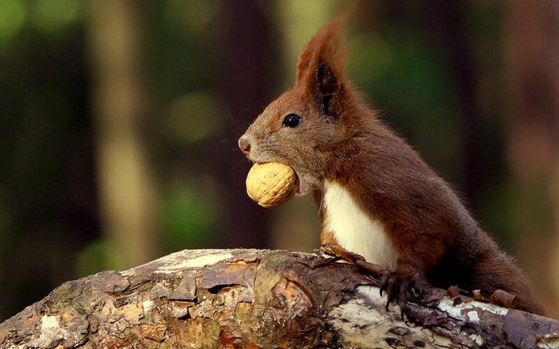 Red Squirrel Holding Nut — Brown, Natural, Afternoon