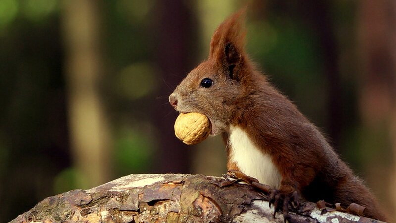 Red Squirrel Holding Nut — Brown, Natural