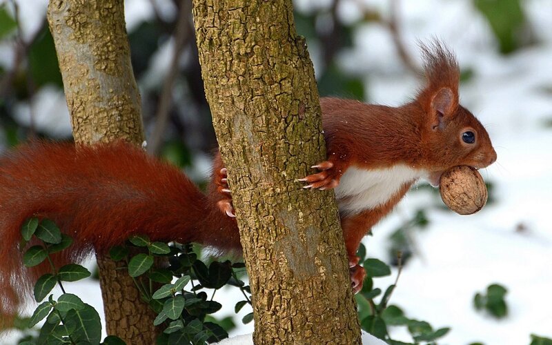 Red Squirrel Holding Nut — Brown