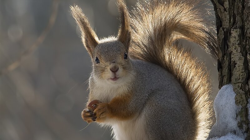 Red Squirrel Holding Nut — Gray, Calm