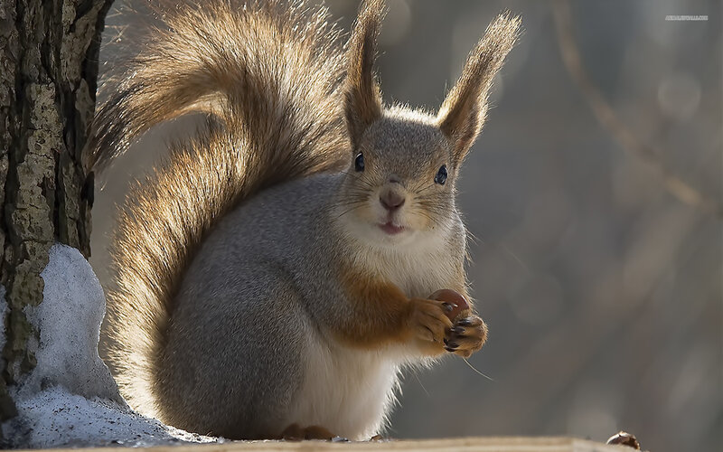 Red Squirrel Holding Nut — Gray