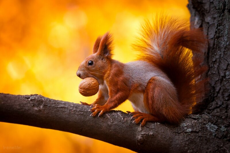 Red Squirrel Holding Nut — Orange, Serene