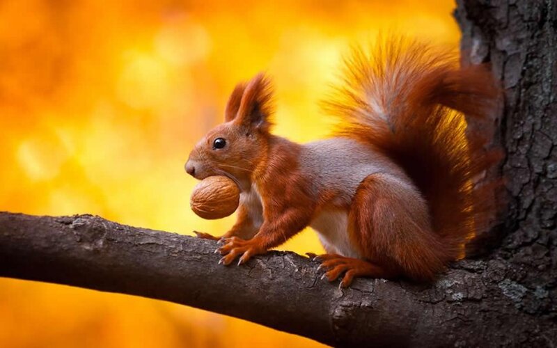 Red Squirrel Holding Nut — Orange
