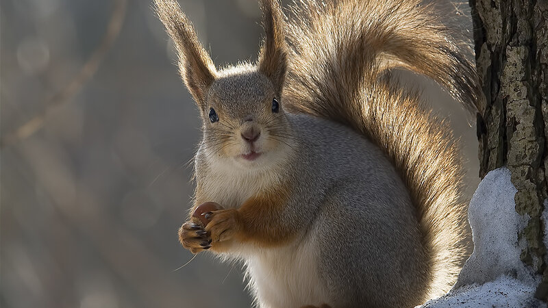 Red Squirrel Holding Nut