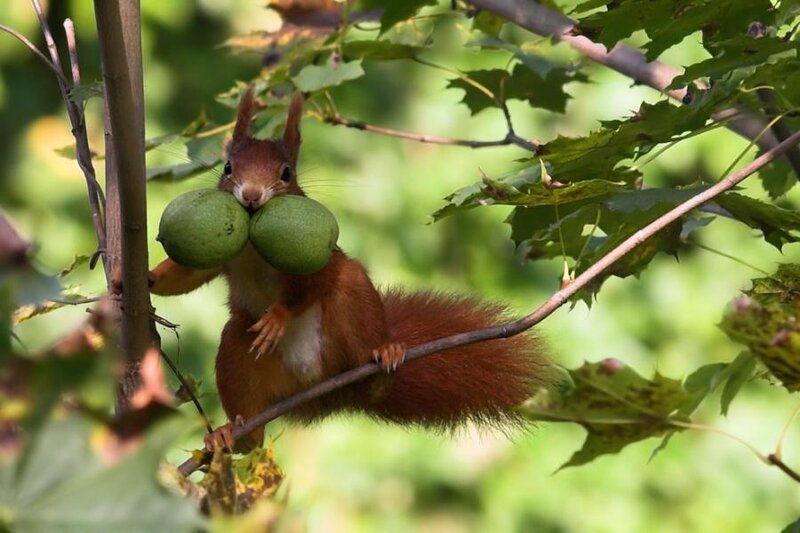 Red Squirrel Holding Nuts