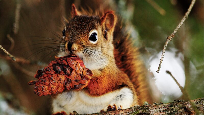 Red Squirrel Holding Pinecone — Brown, Natural